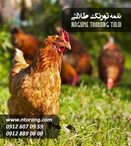 نیمچه مرغ گلپایگانی اصلاح شده چهار ماهه